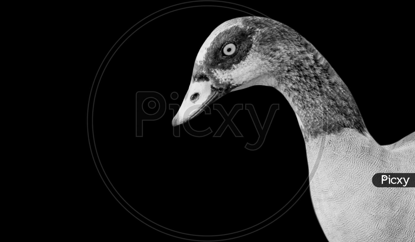 Egyptian Goose Closeup Face In The Black Background