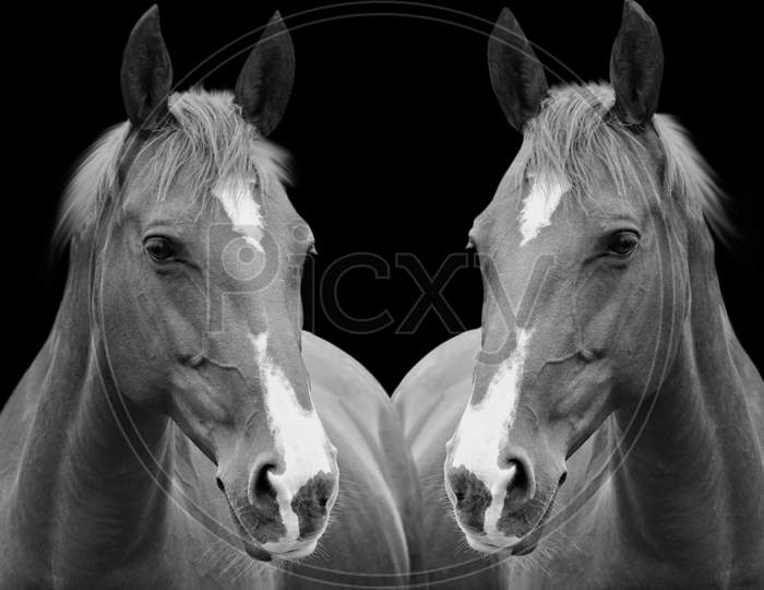 Two Horse Portrait In The Black Background