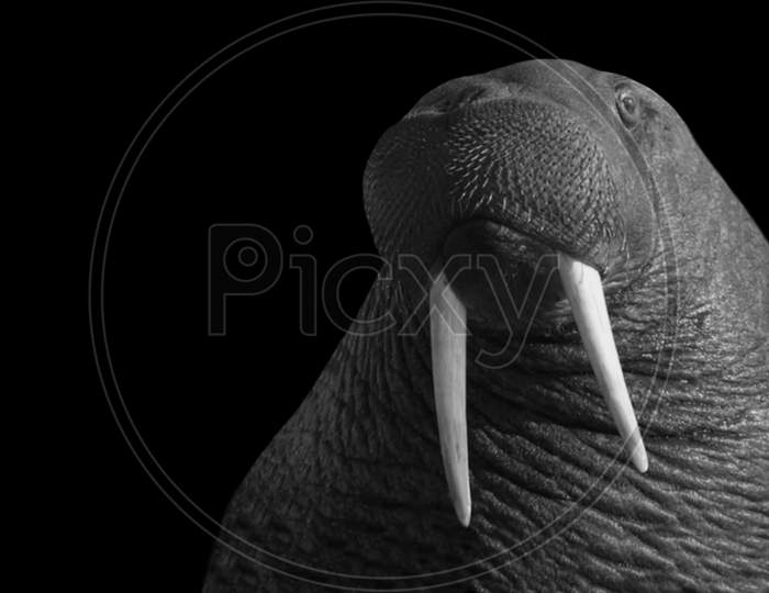 Black And White Pacific Walrus With Big Teeth In The Black Background