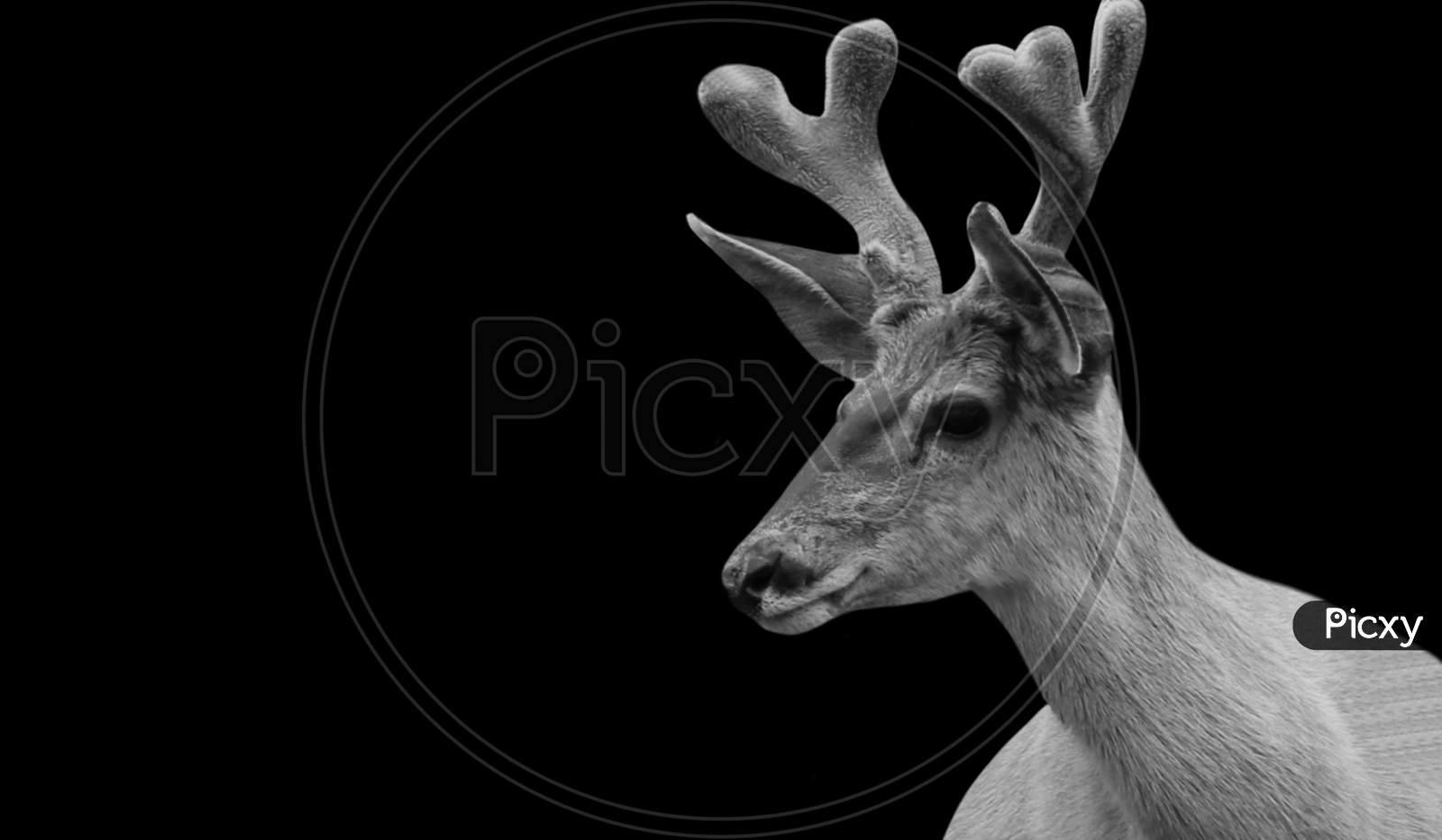 Cute Deer Portrait In The Black Background