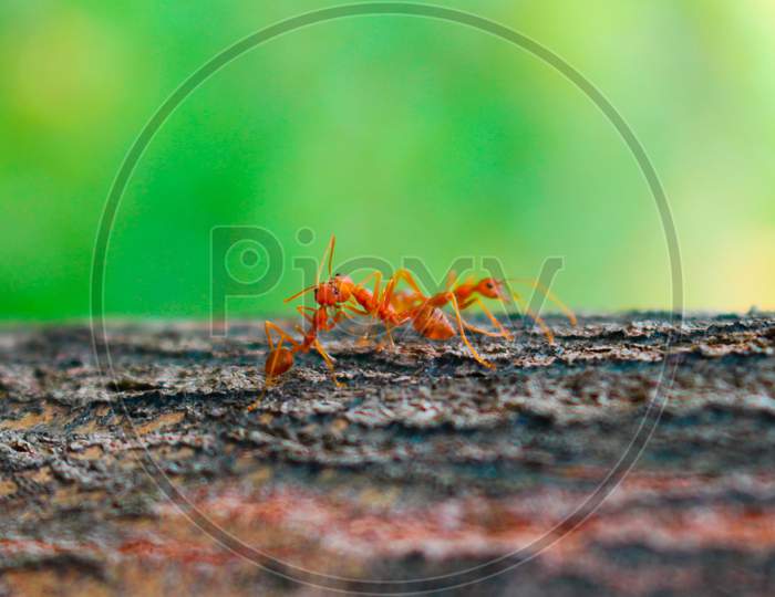 Red Ants Are Kissing On A Tree, Love Triangle
