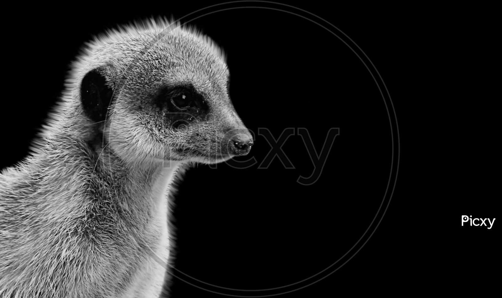 Cute Meerkat Closeup Face In The Black Background