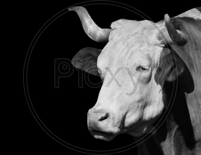 Big Horn Black And White Cow In The Black Background