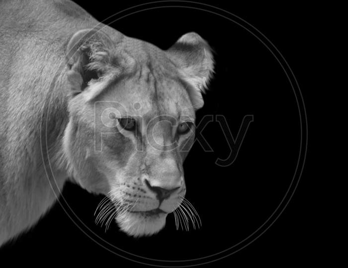 Portrait Lion Closeup Face In The Black Background