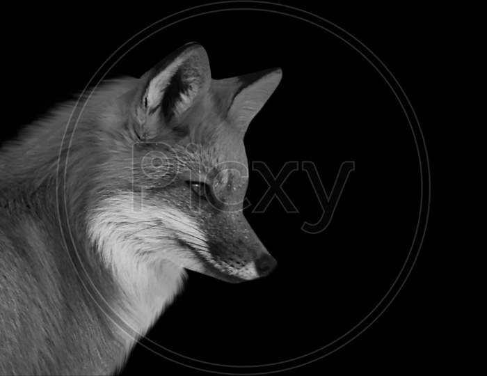Cute Red Fox In The Black Background