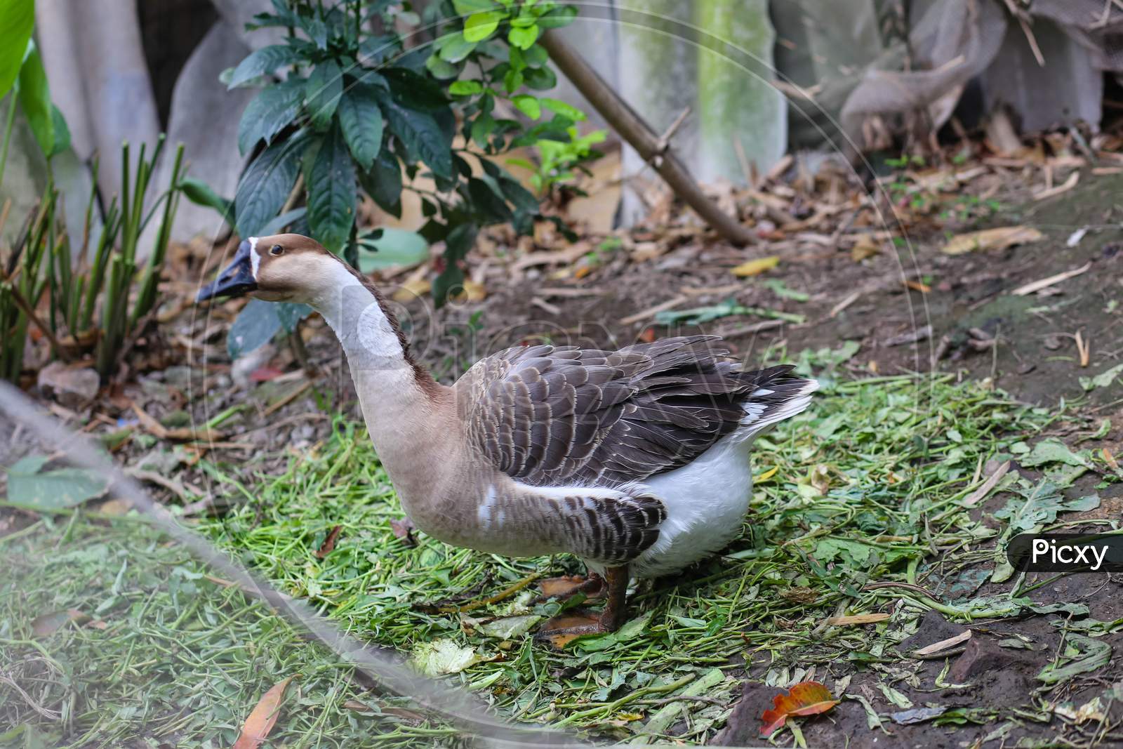 Chinese Goose In The Garden