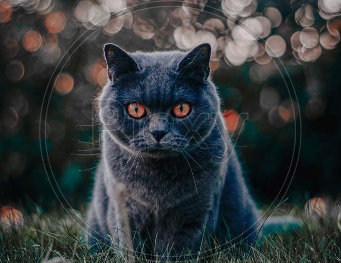 Black Cat Outdoor Image