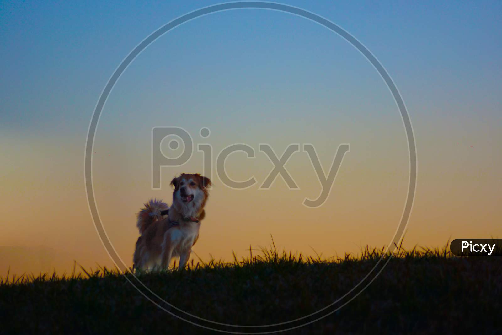 Dog Standing On The Evening Of The Hill (Dark)