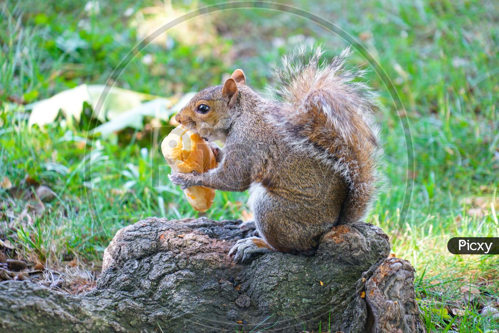 Of Squirrel Eating Bread Image