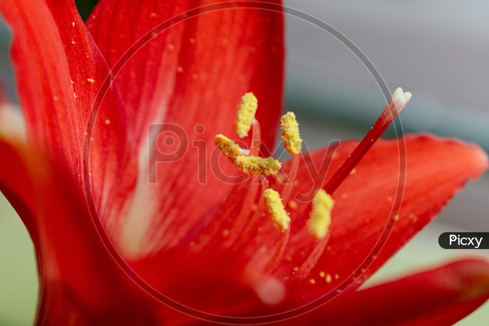 Red Indian Lily flower