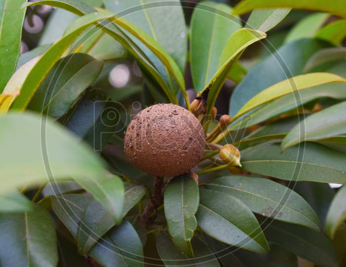 Close Up Shot Of Chikoo Fruit Brown In Colour With Leaves