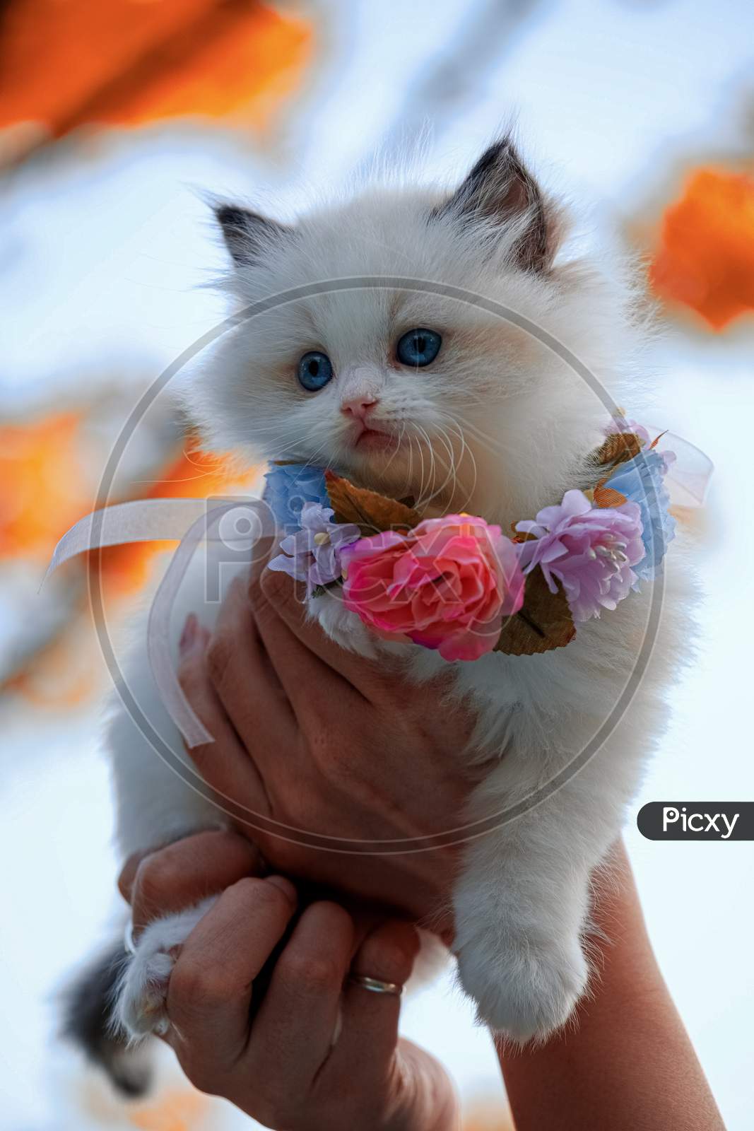 Image of Beautiful Cat Look Like A Queen-SV036885-Picxy