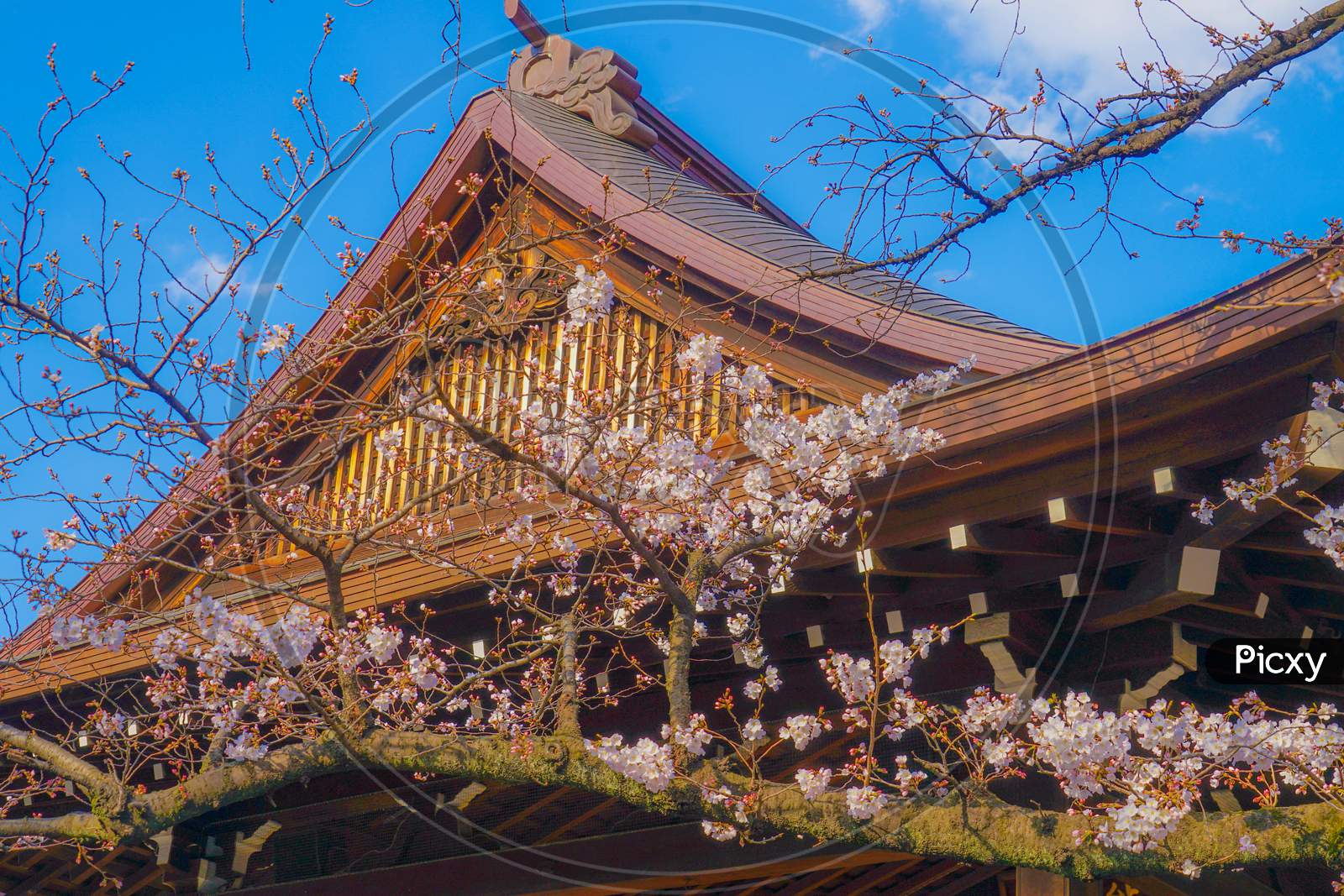 Image of Sakura Of The Five-Frame Cherry Blossoms Of