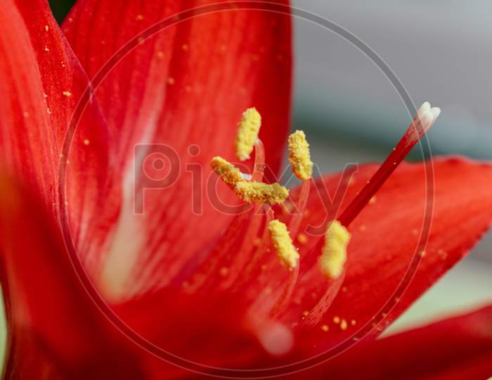 Red Indian Lily flower