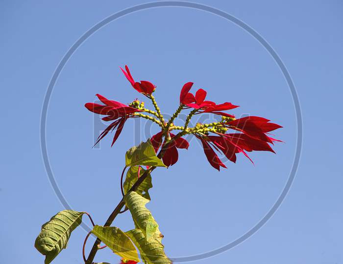 Crest Of Red Leaves