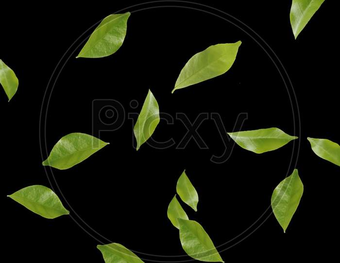 Green Tree leaves Overlay Image