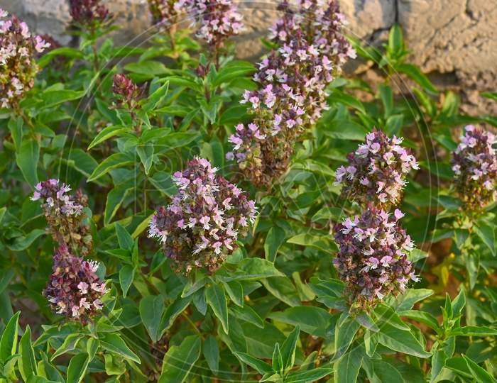 Thai Basil (Ocimum Basilicum) Or Sweet Basil Plant.