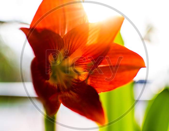 Red Indian Lily flower