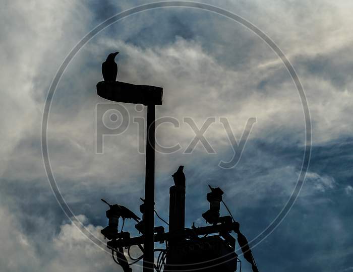 Silhouette Of The Swallow And Pole