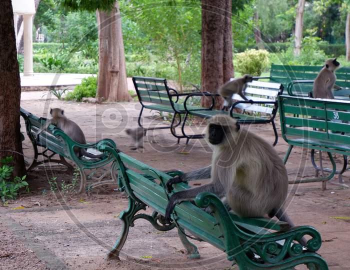 Monkey sitting on green bench in the garden