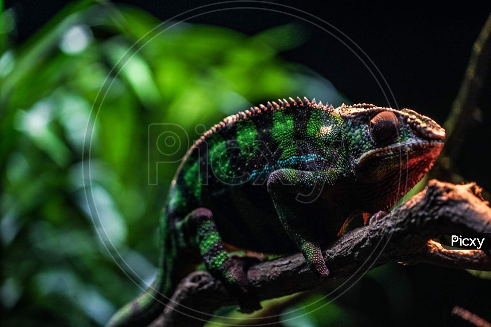 Chichuuka Lee Chameleon Lurking In The Jungle