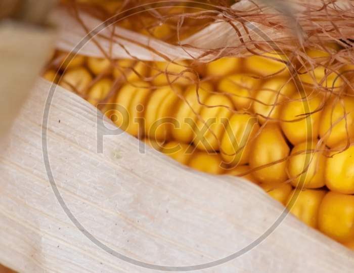 Macro of sweet golden corn cob with ripe golden seeds for thanksgiving as delicious snack and healthy vegetable on organic farm after fresh harvest in September and October as seasonal raw grain