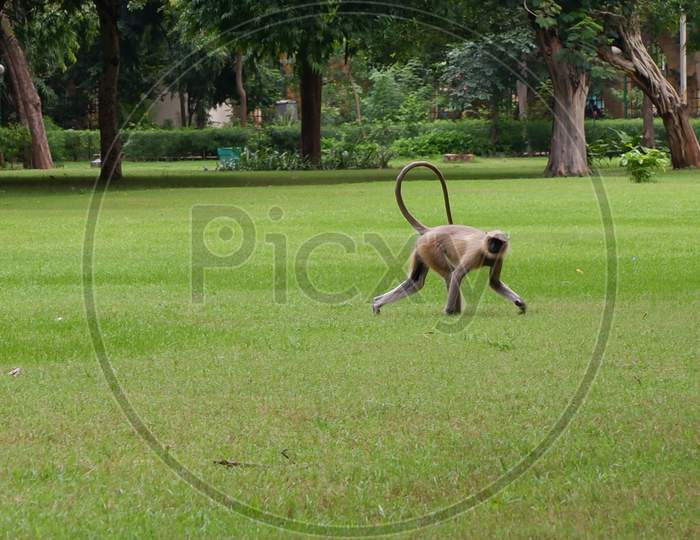 A Monkey walking on green grass in the city garden
