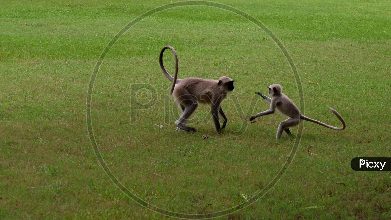 Baby Monkey playing with mother monkey in the garden