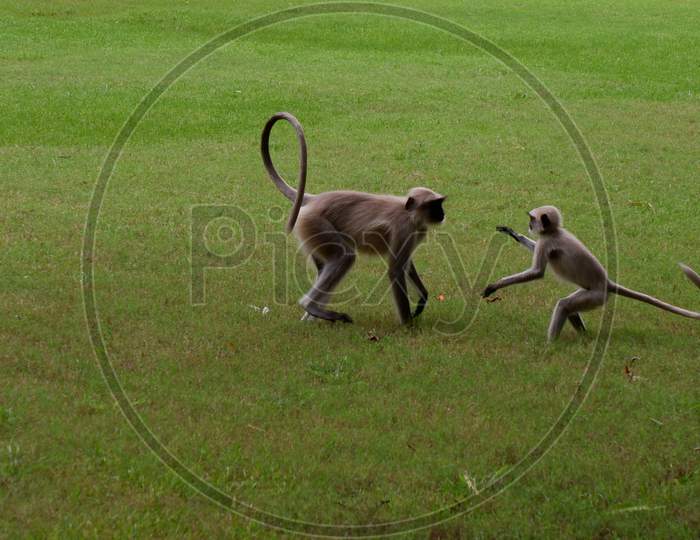 Baby Monkey playing with mother monkey in the garden