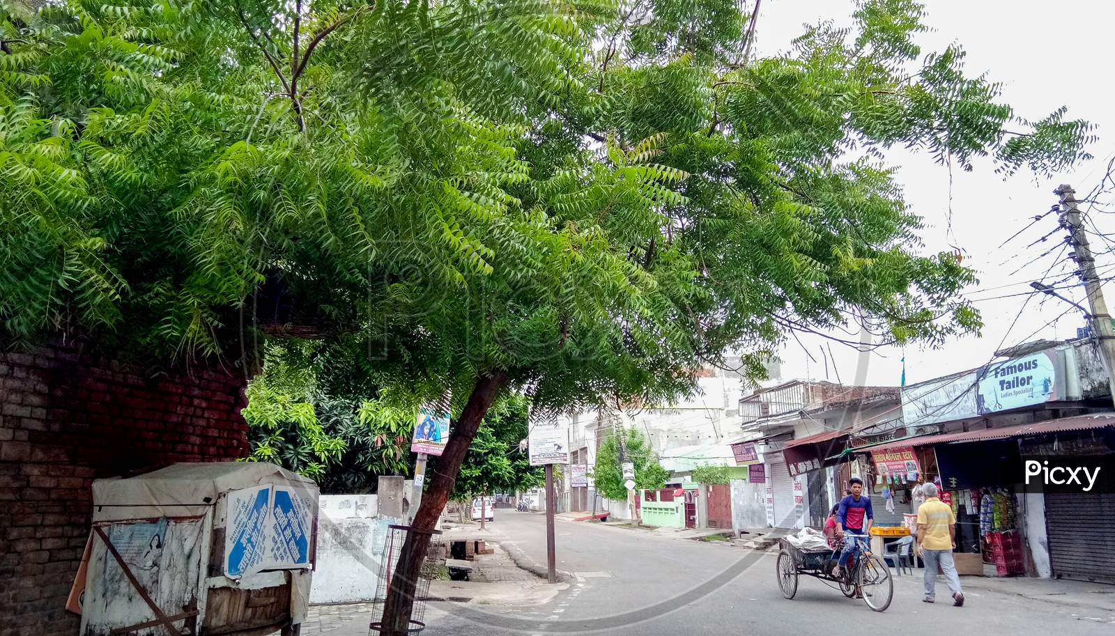 Man Driving A Rickshaw On The Road In The Morning, Neem Tree On The Side In Lucknow