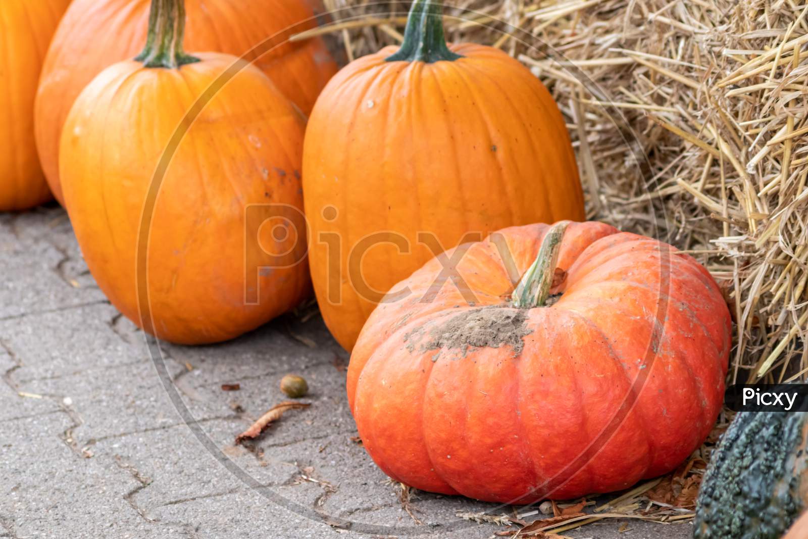 Many ripe Halloween pumpkins as delicious vegetable in fall and thanksgiving season is the orange fruit for farming harvest to show big garden vegetables cucurbita growing till October for holidays