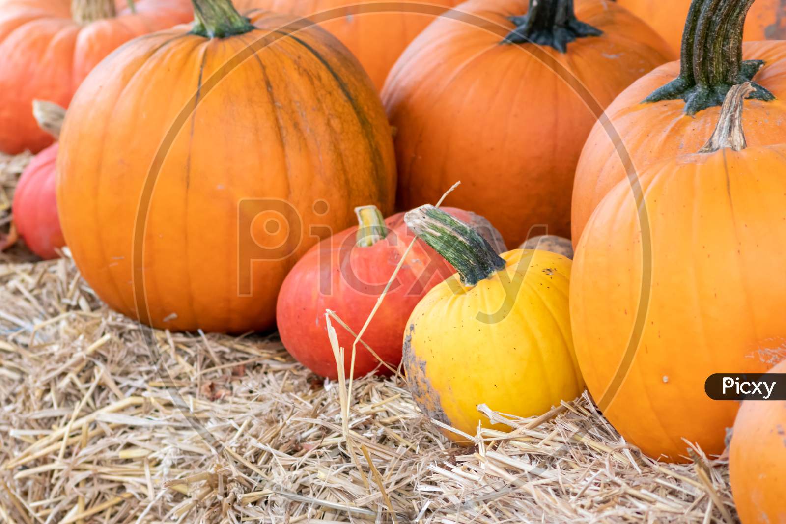 Many ripe Halloween pumpkins as delicious vegetable in fall and thanksgiving season is the orange fruit for farming harvest to show big garden vegetables cucurbita growing till October for holidays