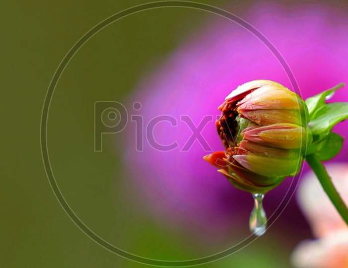 beautiful flower and water drops