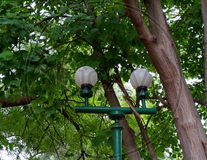Two street lights near tree in the garden