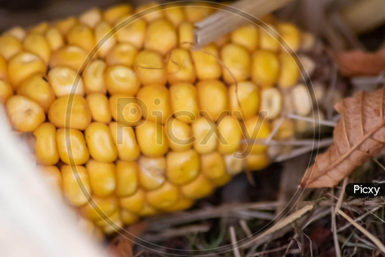 Macro of sweet golden corn cob with ripe golden seeds for thanksgiving as delicious snack and healthy vegetable on organic farm after fresh harvest in September and October as seasonal raw grain