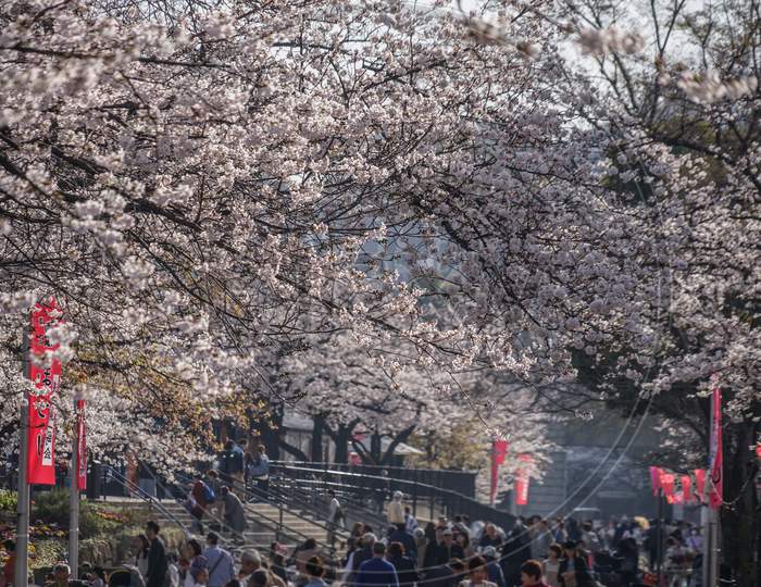 Sakura Lined Gallery Of Sumida Park
