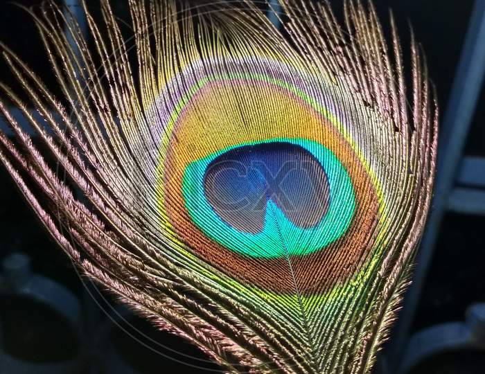 A peacock's feather from Lord Krishna's Head