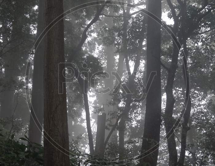 Misty Forest (Takao Mountain)