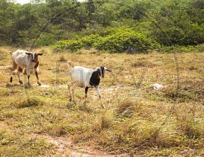 A Four-Legged Animal Mammal Called A Goat. Animal In The Field Eating Freely.
