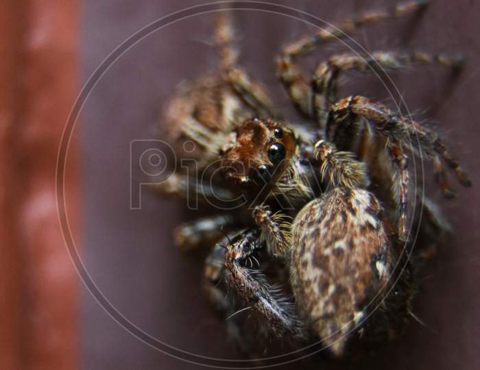 plexippus paykulli species of cannibalistic jumping spider