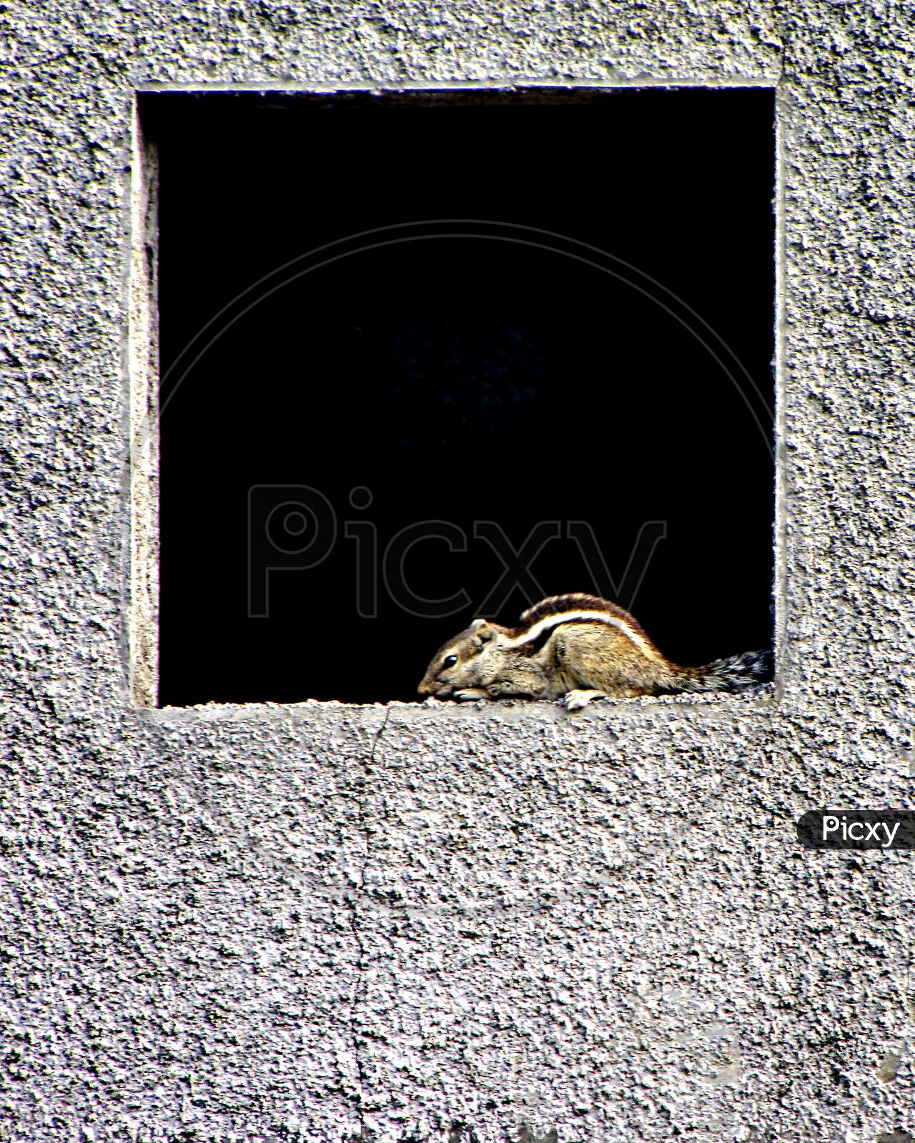 Indian Palm Squirrel(Funambulus Palmarum) Sitting In A Square Window Of Newly Constructed House.