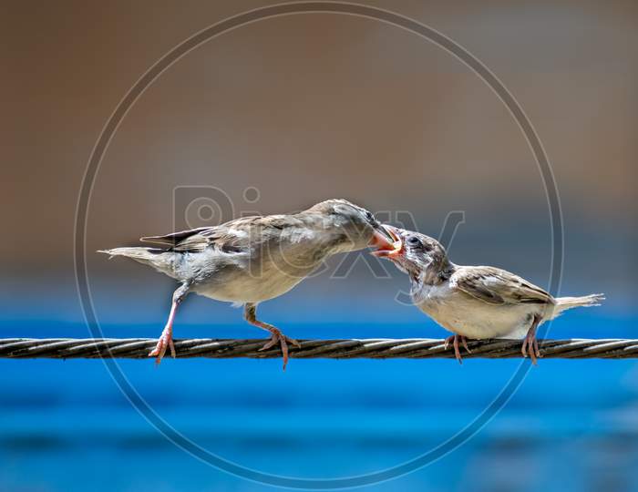 Newly Born, Hungry Baby Sparrow Barely Balancing On Wire Being Fed With Food From Mother.