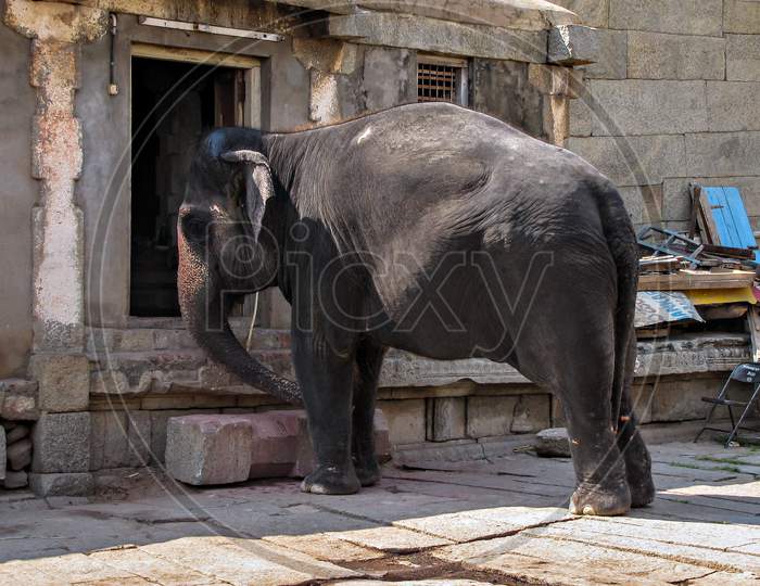 Virupaksha Temple Elephant Inside The Temple Complex At Hampi