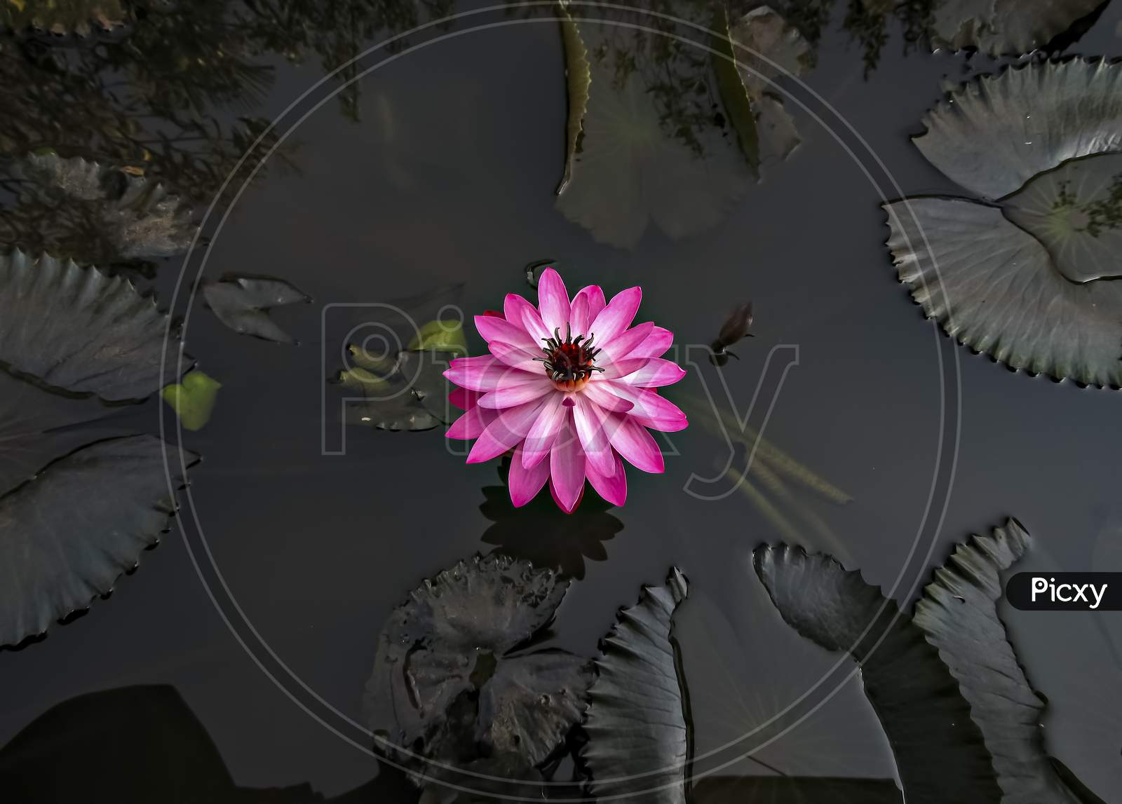 Isolated, Close Up Image Of A Beautiful Dark Pink Lotus Flower With Leaves In Water.