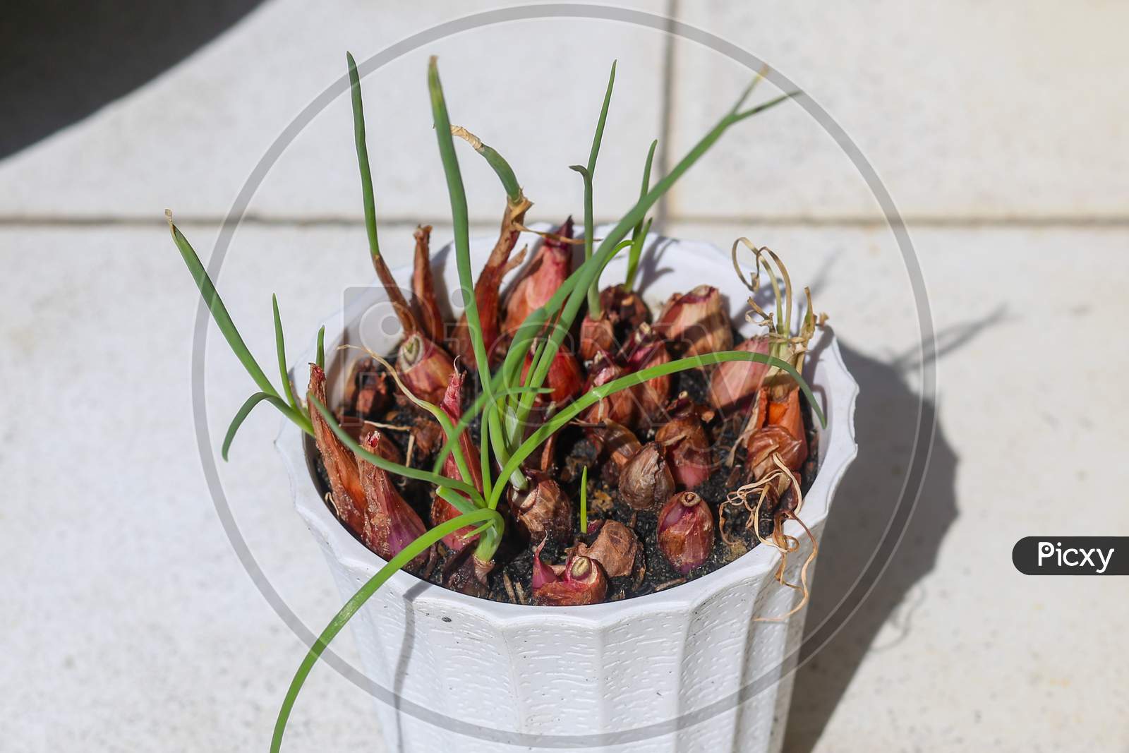 Germinated Onion Bulbs Planted In Flower Pot