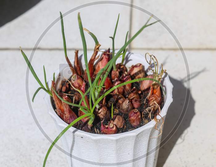 Germinated Onion Bulbs Planted In Flower Pot