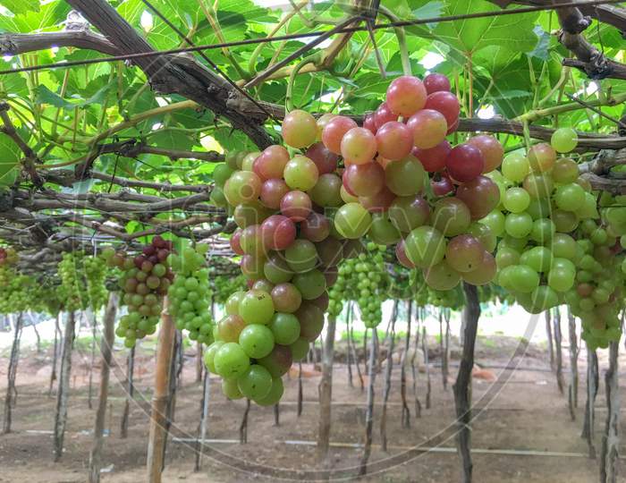 Bunch Of Ripe Grapes On A Tree In The Vineyard