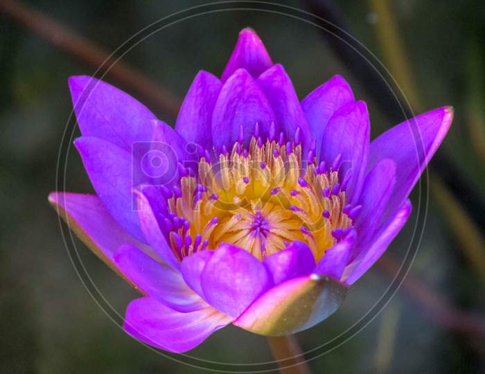 Purple Water Lily Is Blooming In The Garden