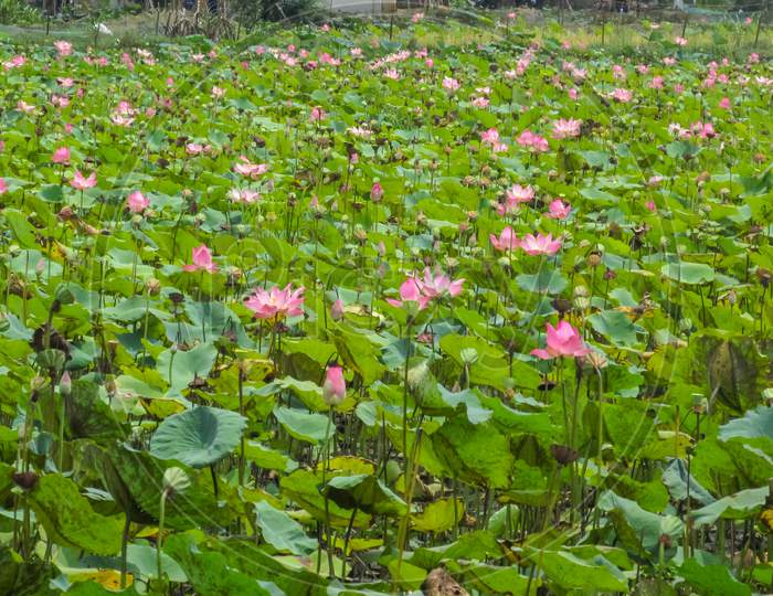 Lotus Flowers Blooming In The Lotus Pond