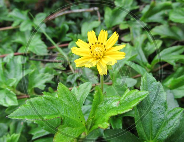 Yellow Flower In The Garden